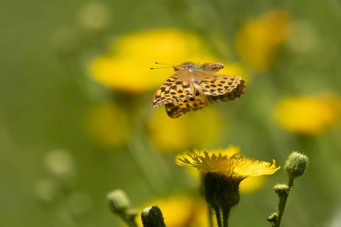 Silver-washed fritillary butterfly (Argynnis paphia) adult insect in flight over a flower in