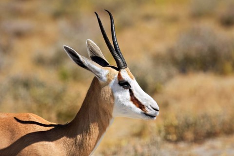 Antelope in profile, showing elegant horns and light brown fur in a grassy landscape, springbok in