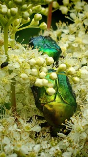 Close-up shots of rose chafer beetles (Cetonia aurata) perched amongst white flowers, Frankenwald