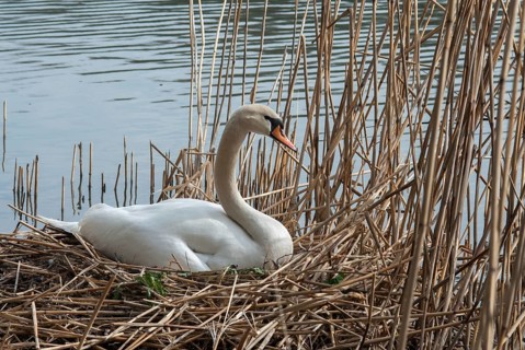 Cygnus olor, mute swan, anatidae, birds, breed, brood, duckbirds, female, mute swan, swans, swan,