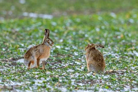 Two European brown hares (Lepus europaeus) foraging in snow covered farmland, field in winter