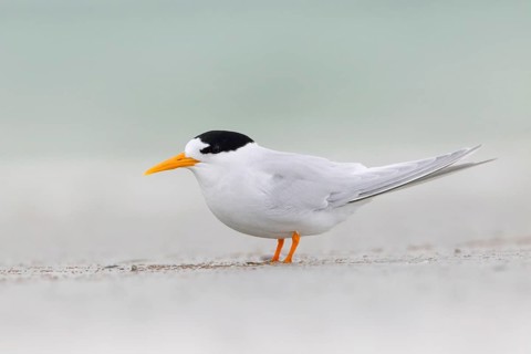 Fairy Tern (Sternula nereis) calling, South Australia, Australia
