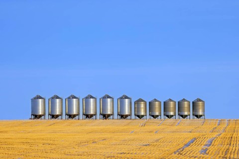 Row of grain bins, stainless steel silos for bulk storage in field at Saskatchewan, Canada