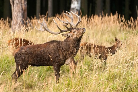 Artiodactyla, Cervus Elaphus, even-toed ungulate, cloven-hoofed, red deer, red deer, rotting, flea,