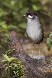 Jocotoco Antpitta (Grallaria ridgelyi), Ecuador