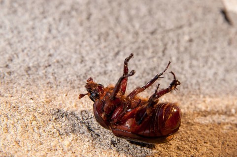 Rhinoceros beetle spec., phyllognathus excavatus, rhinocero beetle, beetle, coleoptera, death,