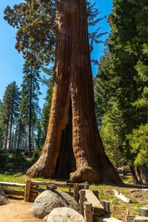 Massive sequoia tree trunk with a split opening at its base, rooted in the famous giant forest,