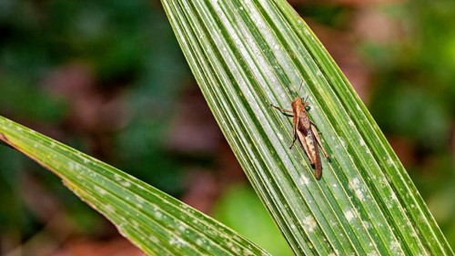 A grasshopper perched on a long, green leaf in a natural setting, field grasshoppers in the Amazon