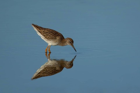 Wood sandpiper (Tringa glareola) adult wading bird feeding in a shallow lagoon, Suffolk, England,