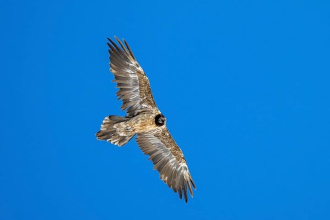 Bearded Vulture (Gypaetus barbatus), young bird in flight, Valais, Switzerland