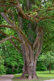 English oak (Quercus robur), Upper Franconia, Bavaria, Germany
