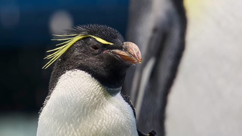 Portrait of a penguin with characteristic yellow stripes, Planet Penguin, Penguin (Spheniscidae),