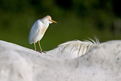 Cattle egret (Bubulcus ibis), standing on the back of a Camargue horse, Camargue, southern France,