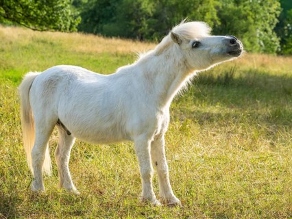 Pony, Shetland pony, mold, gelding, in the pasture, in the evening