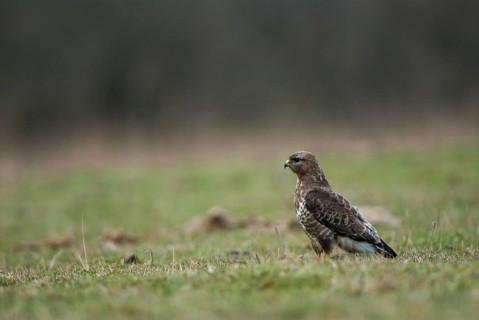 Accipitriformes, buzzard, buteo buteo, buzzard, buzzard, birds of prey, leo, raptor, raptors, birds