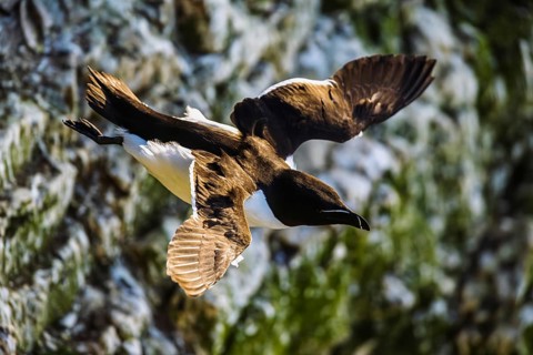 Razorbill, Alca Torda, Bempton Cliffs, Yorkshire, England, United Kingdom