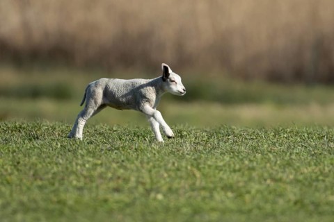 Domestic sheep (Ovis aries) juvenile baby lamb farm animal running in a grass field in spring,