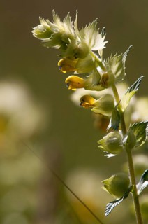 Brownwort, large rattlespot, rhinanthus angustifolius, scrophulariaceae, arrow-leaved rattle,