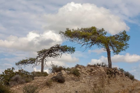 Two pine trees on a rocky hill under a cloudy sky, Troodos Mountains, Cyprus