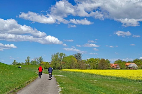 Two cyclists on a country road next to a yellow field under clear sky with white clouds,