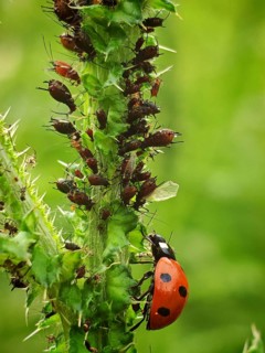 A close-up of a ladybird (Coccinellidae) on a prickly plant infested with black bean aphids (Aphis