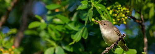Olive warbler, (Hippolais olivetorum), animal, animals, bird, birds, biotope, habitat, perch,