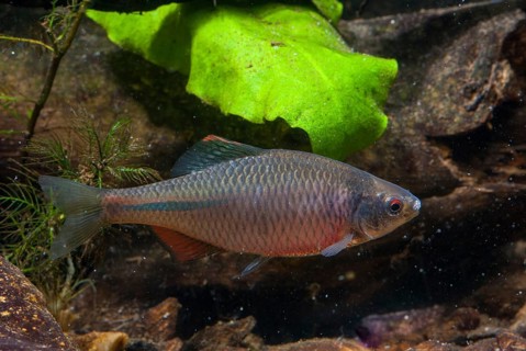 Bitterling, Rhodeus Amarus, Rhodeus Sericeus Amarus, Pisces, Fishes, Pisces