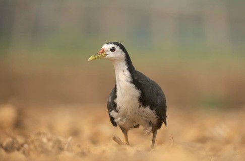 A white-breasted waterhen (Amaurornis phoenicurus), Sreepeur, Gazipur