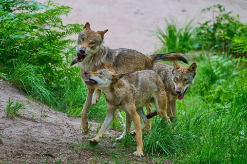 A trio of wolves moves through a lively forest scene, summer, wolf (Canis lupus), Germany