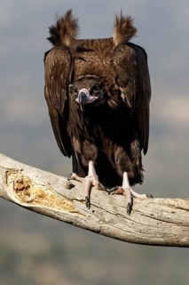 Cinereous Vulture (Aegypius monachus) perched on a branch, Castile and Leon, Spain