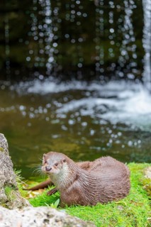 A Eurasian otter (Lutra lutra) lies on the riverbank amid green vegetation on a cloudy day. A small