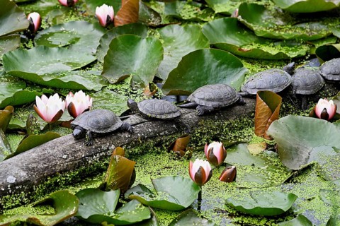 A group of European pond turtles (Emys orbicularis), sitting on a tree trunk in a pond, Switzerland