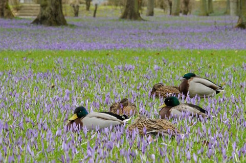 Mallard ducks (Anas platyrhynchos) among crocuses (Crocus napolitanus), Husum Castle Park,