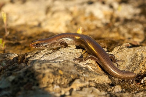 Chalcides Bedriagai, Iberian roller skink, Spanish roller skink, Extremadura, reptilia, reptiles,