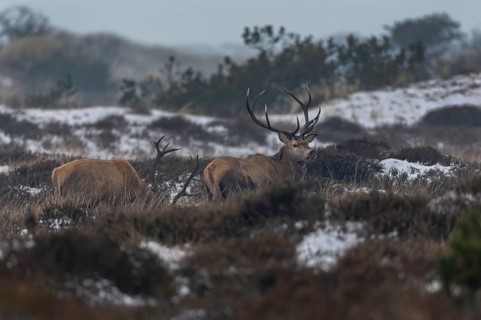 Some member of the red deer herd (Cervus elaphus) is always vigilant, winter, cold, snow, deer