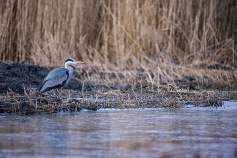 Grey heron (Ardea cinerea) Germany