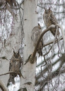Asio Otus, Long-Eared Owl, Cat Owl, Owls, High Size, Portrait, Leo, Lesser Horned Owl, Sleeping