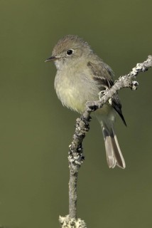 Hammond's Flycatcher (Empidonax hammondii), British Columbia, Canada