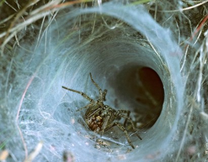 Agelena Labyrinthica, Labyrinth Spider, Arachnids, Leo, Spiders, Spiders, Living Tube