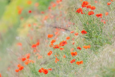 Red poppies are blooming in the field. The sky is clear and the weather is sunny. The flowers are