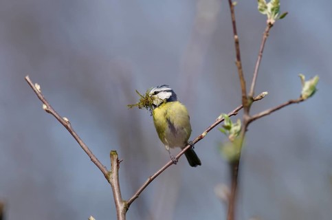 Blue tit (Cyanistes caeruleus), twig, spring, nest building, The tit has nesting material in its