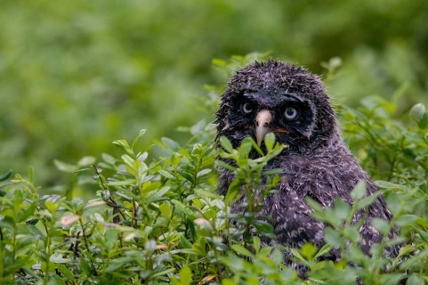 Bearded owl, Finland, Great Grey Owl, Strix nebulosa, birds, owls, adolescent, juvenile, owls,