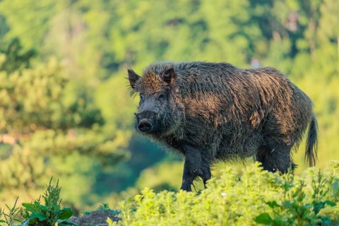 A male wild boar (Sus scrofa) stands on a mound in a green clearing on a sunny morning. Bavaria,