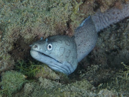 Prince August moray eel (Muraena augusti) hiding amongst rocks in the sea, surrounded by seaweed,