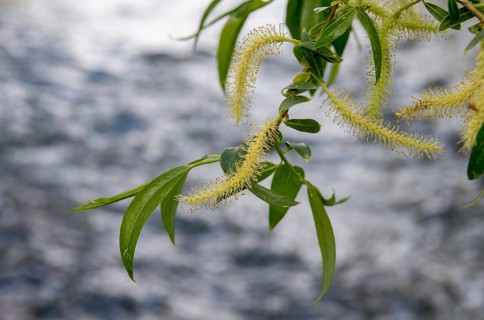 Willow, cracking willow, salicaceae, salix fragilis, willow, tree, brittle willow, trees, crack