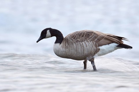 A Canada goose (Branta canadensis) standing in the water, North Rhine-Westphalia, Germany