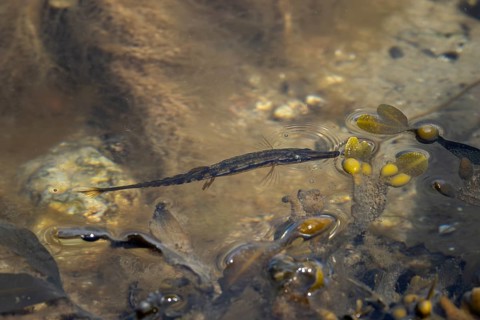 Sometimes the sea stickleback (Spinachia spinachia) hunts so close to the water surface that small