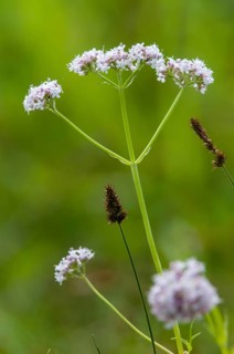 Valerian, valerian plants, small valerian, marsh valerian, valeriana dioica, valerianaceae,