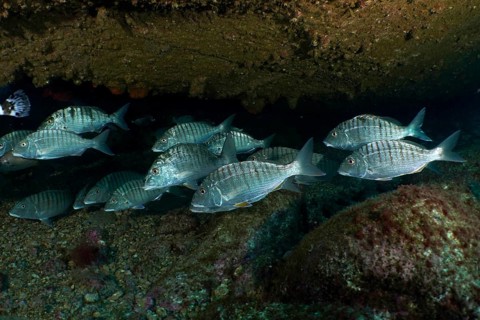 A school of bream, marble bream (Lithognathus mormyrus), beneath a piece of wreckage in the sea, at