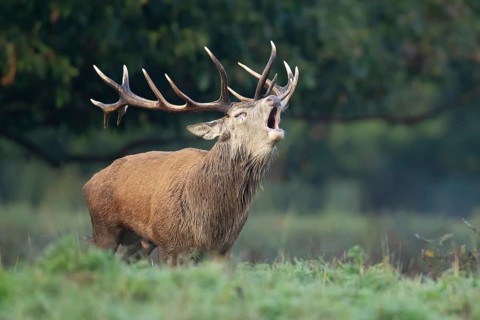 Red deer (Cervus elaphus) adult male stag animal roaring during the rutting season in a woodland,